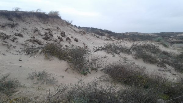 Duinen