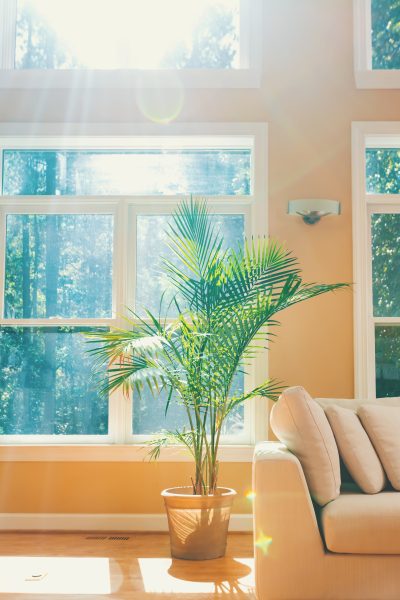 Zon schijnt door de ramen op een plant, hittegolf en verkoeling woning
